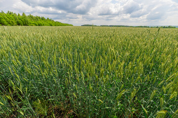 The Beautiful Lush Green Wheat Field Nestled Beneath a Dramatic Cloudy Sky Above