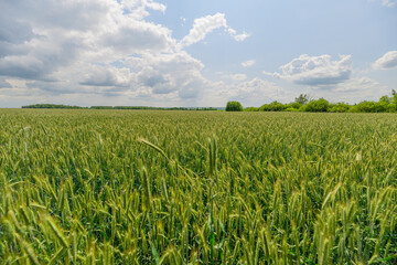 A Vast Green Wheat Field Spreading Under a Bright Blue Sky Filled with Fluffy Clouds