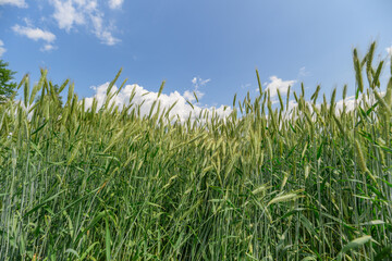 A Lush and Expansive Green Field Underneath a Beautifully Bright and Clear Sky Above