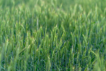A Vibrant Green Wheat Field Bathed in Soft and Warm Sunrise Light Creates a Stunning View