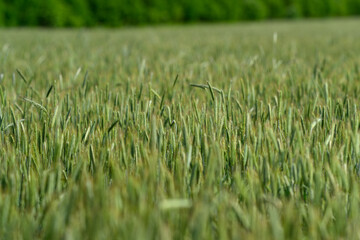 A Lush Green Field Filled with Grass Under a Bright and Clear Sky That Invites Peace