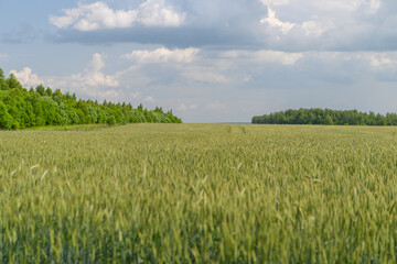 Fototapeta premium A Beautiful and Lush Green Wheat Field Set Against a Stunning Blue Sky with Fluffy Clouds