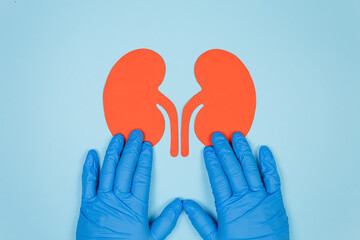 A doctor in a blue glove holding a cardstock kidney on a light blue background. Concept of organ donation and kidney health. Voluntary kidney donation.