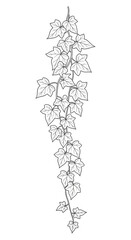 Detailed vertical silhouette of English ivy (Hedera helix) vine, a continuous trailing line art illustration perfect for borders, coloring, or naturalistic design elements.