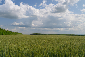 Fototapeta premium A Vast Wheat Field Spreading Beneath a Beautiful and Bright Sky with Fluffy Clouds