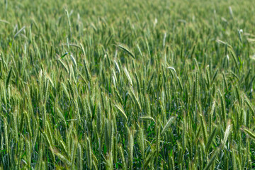 Obraz premium A Vibrant and Beautiful Lush Green Wheat Field Stretching Out Under a Clear and Bright Sky
