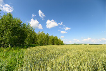 A Serene Summer Landscape Featuring a Vast Field, Lush Trees, and a Bright Blue Sky