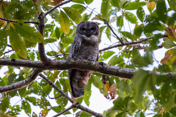 Mottled Wood-Owl perched quietly on a tree branch, showing its striking mottled plumage, deep...