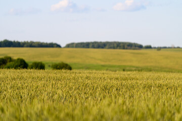 Obraz premium The Stunning Golden Fields of Grain Stretching Out Majestically Under a Bright Blue Sky Above