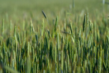 Obraz premium A Beautiful and Vibrant Green Wheat Field Bathed in Bright Sunlight on a Sunny Day