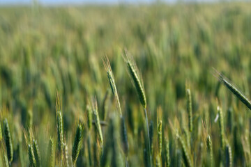 A Beautiful Lush Green Wheat Field Flourishing Under a Bright Clear Blue Sky Above