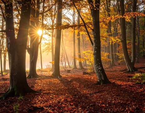 Golden sunlight bursts through autumnal trees in a dense forest