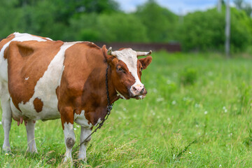 A lovely Brown and White Cow is peacefully Grazing in a Lush Green Field under the sky