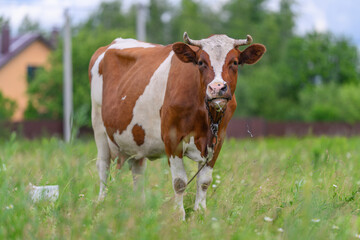 A Content Cow Happily Grazing in a Lush Green Pasture Under a Beautiful Sunny Day Sky