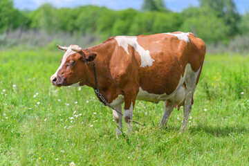 A Brown and White Cow is Grazing Peacefully in a Lush Green Meadow, Enjoying the Sunshine