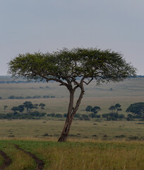 African Savanna Umbrella Thorn Acacia Tree with a Dirt Road in the Foreground