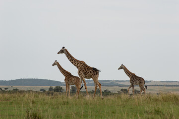 Three Masai Giraffes Walking in Kenya's Savanna