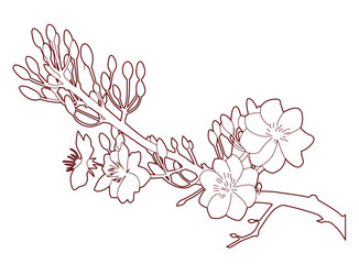 Hoa Mai-lunar new year Hoa Mai-lunar new year Hoa Mai-lunar new year.e