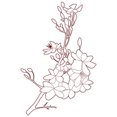 flower traditional vietnamese tet new year 2.