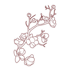 pink cherry blossom pink cherry blossom pink cherry blossom