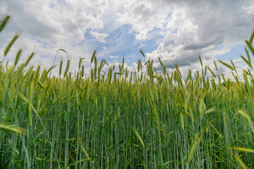 A Lush Green Wheat Field Spreads Across The Landscape Beneath Dramatic Darkening Skies