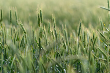 Obraz premium A Beautiful and Lush Green Wheat Field Captured Elegantly in the Gorgeous Morning Light