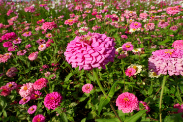 Fototapeta premium Pink Zinnia Flower in a Blooming Garden Field