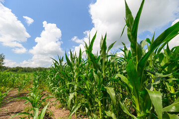 Obraz premium A Vibrant Cornfield Set Under an Expansive Clear Blue Sky During a Warm Summer Day