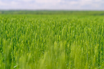 Obraz premium A Lush Green Wheat Field Flourishing Vigorously Under a Bright Blue Sky on a Beautiful Sunny Day