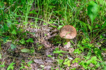A vibrant mushroom grows on the lush forest floor, surrounded by diverse flora and wildlife