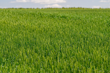 Obraz premium A Beautiful and Lush Green Wheat Field Sprawling Beneath a Bright Sunny Sky Above