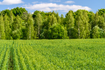 A Vibrant Green Farm Field Surrounded by Lush Trees Beneath a Beautiful Blue Sky Today