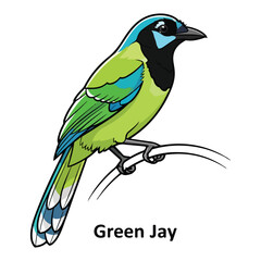 Green Jay  Vector Illustration Collection of Wild Animals