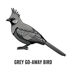Grey Go-Away Bird  Vector Illustration Collection of Wild Animals
