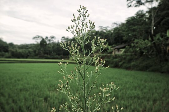Green jelantir (also called Conyza sumatrensis, Horseweed, Conyza canadensis, Canadian Fleabane, Erigeron bonariensis) with green rice field background