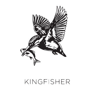  Vector Illustration Collection of Wild Animals  Kingfisher