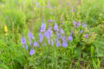 Beautiful, Vibrant Wildflowers Are Blooming in a Lush Green Meadow Under the Sun
