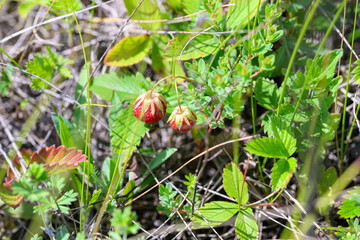 Wild Strawberries Beautifully Growing in the Lush Greenery of Natures Abundance