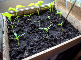 pepper seedlings in the box grow in spring