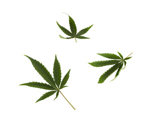 Three isolated cannabis leaves on white, PNG file
