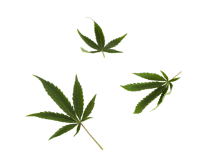 Three isolated cannabis leaves on white, PNG file
