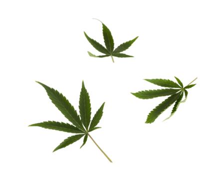 Three isolated cannabis leaves on white, PNG file
