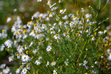 Chamomile blooms showcase, Delicate flowers with soft background, Closeup of chamomile with pastel bokeh, Botanical detail highlighting white petals and yellow centers