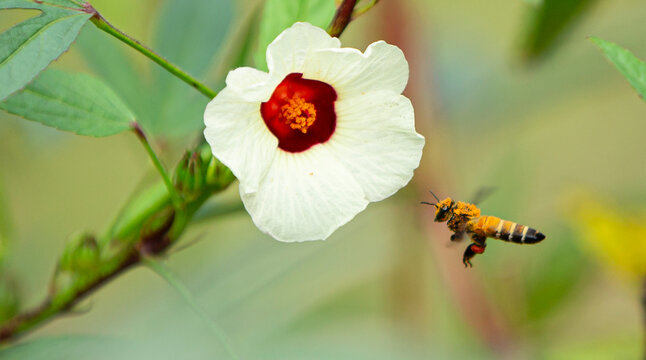 Honey bee on a white Roselle flower in the garden