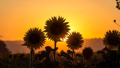 Sunflowers silhouetted against a vibrant sunset sky, creating a warm and inviting scene.