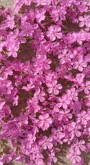 Obraz premium Abundant Pink Creeping Phlox Blossoms in Spring Sunlight.