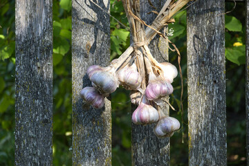 Bunch of garlic hanging and drying on old wooden fence