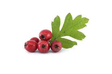 Hawthorn berries and leaf on a white background