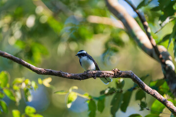 White-browed Fantail perched on a branch, displaying its bold white eyebrow, and striking contrast plumage. Active, agile songbird captured in its natural forest habitat.