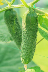 Ripe cucumbers grow on a trellis near the fence. Cucumber plant.